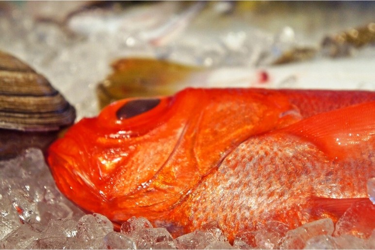 新鮮な魚介を使った料理が人気